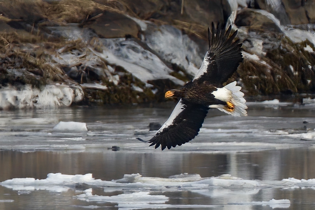Steller's Sea-Eagle (Haliaeetus pelagicus)