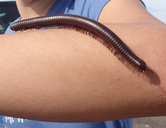 Orthoporus