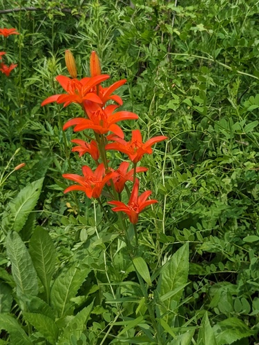 Lilium concolor, photograph 2