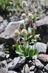 Micranthes rhomboidea