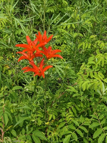 Lilium concolor, photograph 3