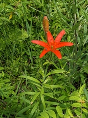 Lilium concolor, photograph (c) Repina Tatyana, some rights reserved (CC BY)