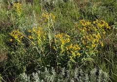 Euphorbia stepposa