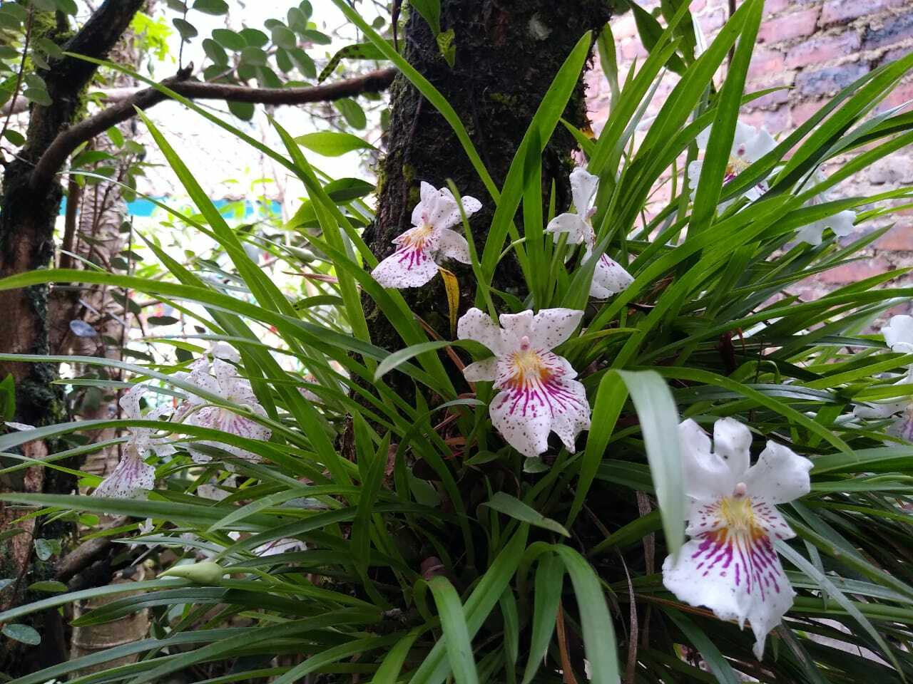 Imagem de Orquídea Amor-perfeito