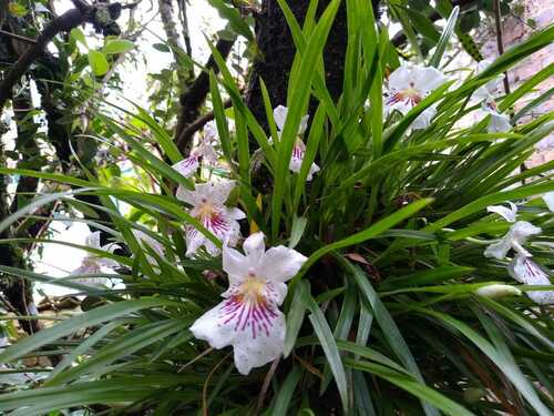 Foto de Orquídea Amor-perfeito