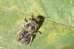 Hoplitis