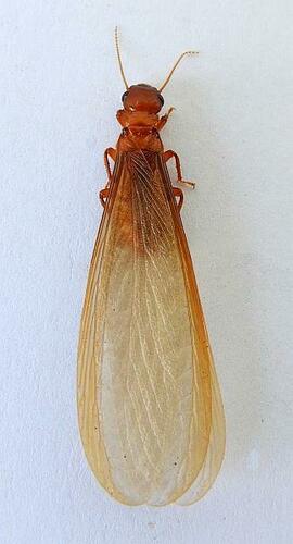 Arizona Dampwood Termite photo 4