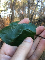 Marmara smilacisella
