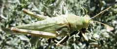 Anconia integra