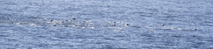 Delphinus