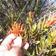 Tristerix longibracteatus