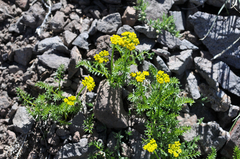 Cymopterus hendersonii