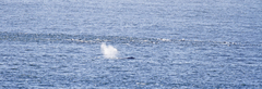 Delphinus