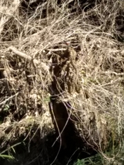 Chloroceryle americana