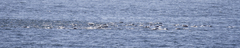 Delphinus