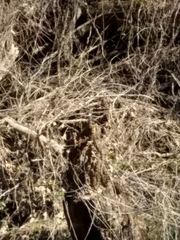 Chloroceryle americana