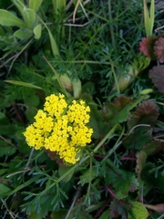 Lomatium utriculatum