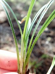Carex gynodynama
