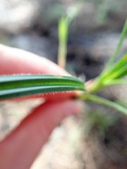 Carex gynodynama