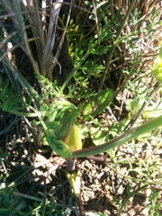 Lomatium utriculatum