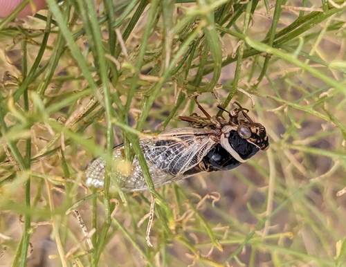Citrus Cicada photo 5