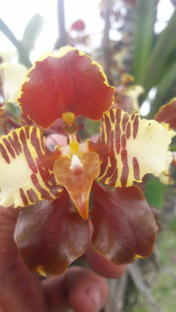 Cyrtochilum halteratum (Lindl.) Kraenzl. 4