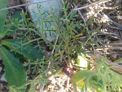Lomatium utriculatum