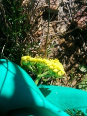 Lomatium utriculatum
