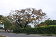 Cassia moschata