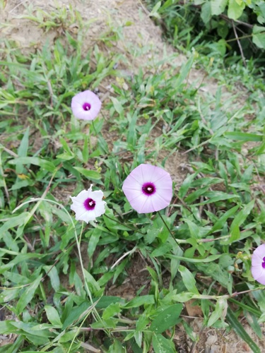 Ipomoea trifida iNat (2)