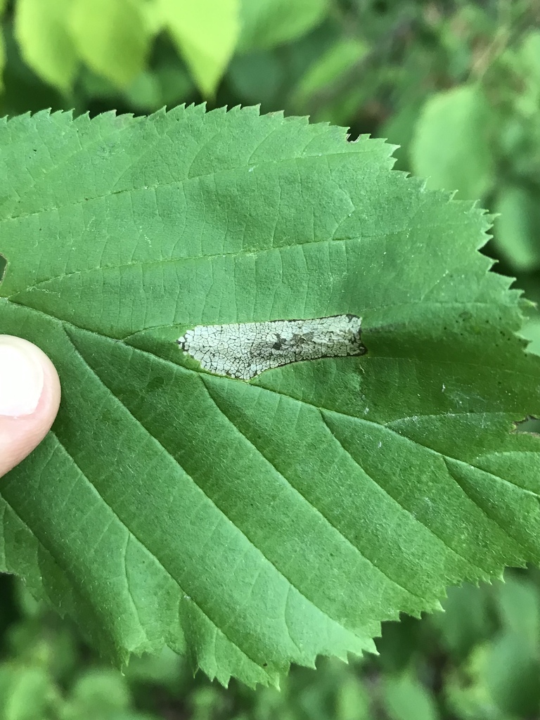 Phyllonorycter intermixta