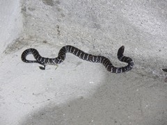 Atractus typhon