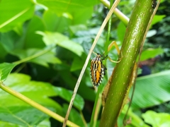 Piezosternum subulatum