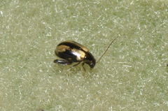 Longitarsus nigrofasciatus