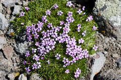 Silene acaulis subacaulescens
