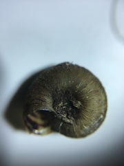 Anguispira strongylodes