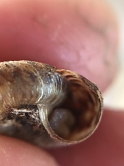 Anguispira strongylodes