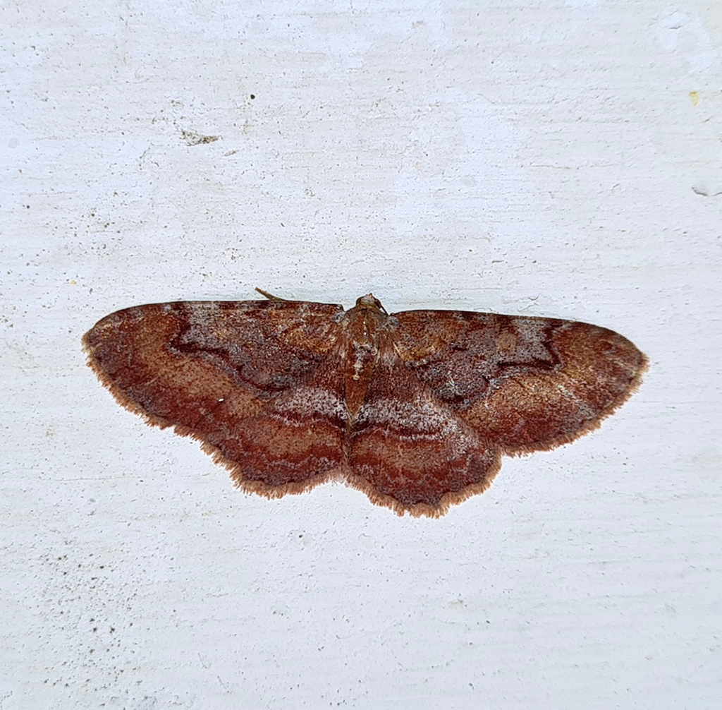 Myrioblephara rubrifusa