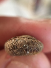 Anguispira strongylodes