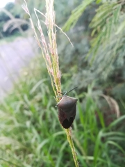 Piezosternum subulatum