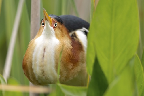 Least Bittern photographed in Maryland