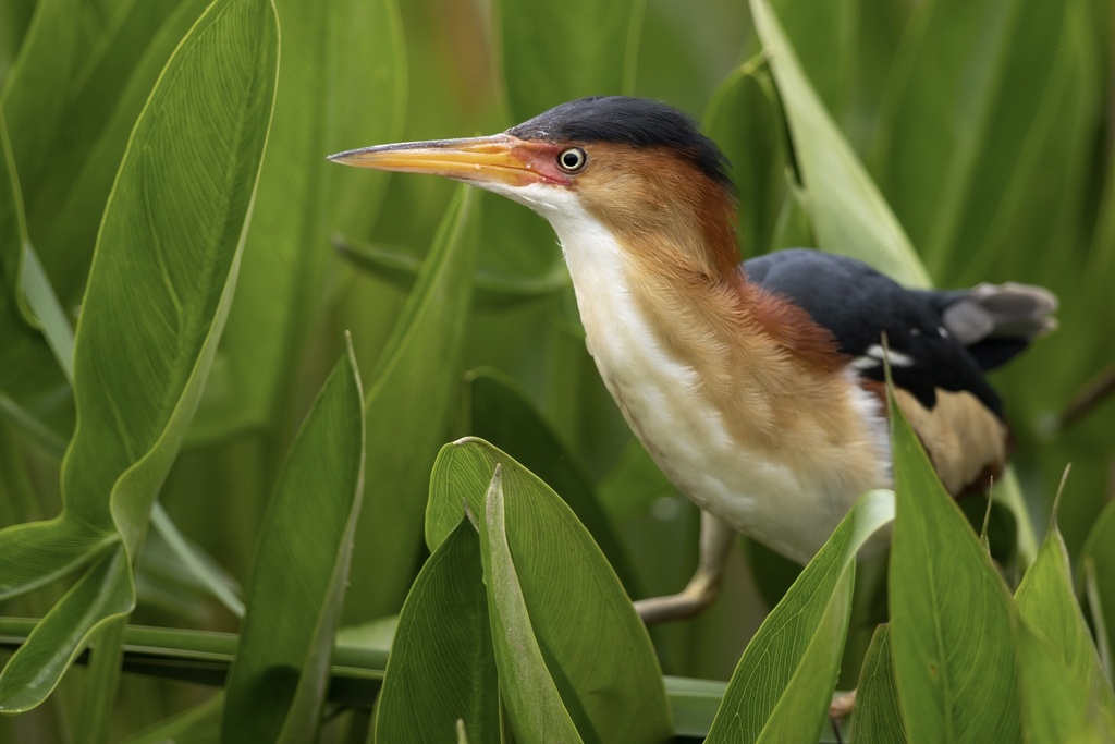Least Bittern (Botaurus exilis) photo