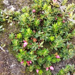 Disterigma empetrifolium