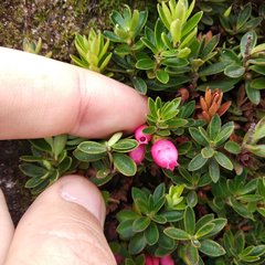 Disterigma empetrifolium