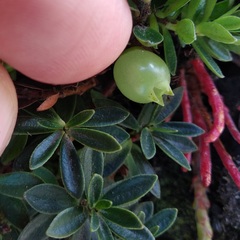 Disterigma empetrifolium