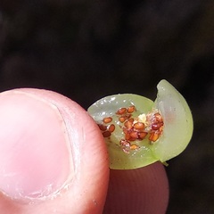 Disterigma empetrifolium