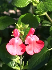 Salvia