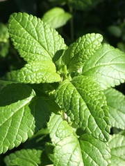 Salvia