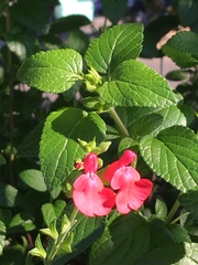 Salvia