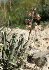 Matthiola fragrans